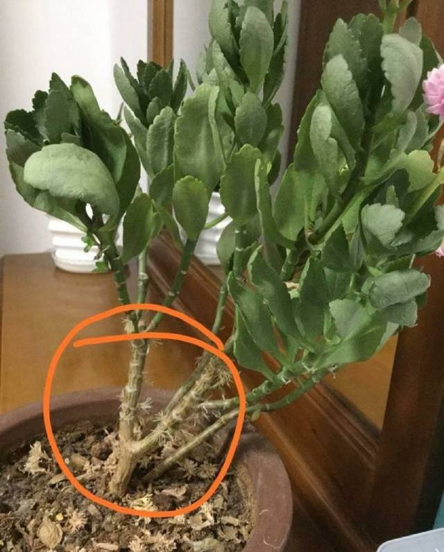 仙人掌 盆栽：打造独特家居绿植景观