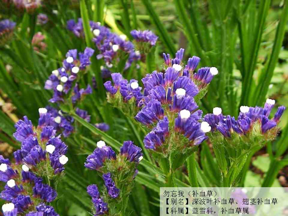 芋子的种植方法：掌握关键步骤，收获丰硕成果