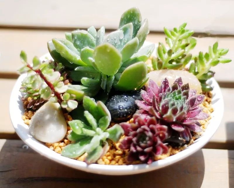 玫瑰种植方法和时间：培育浪漫花海的秘诀