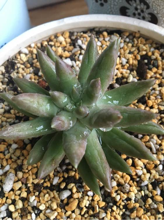 绣球花养护方法：让园艺爱好者轻松掌握