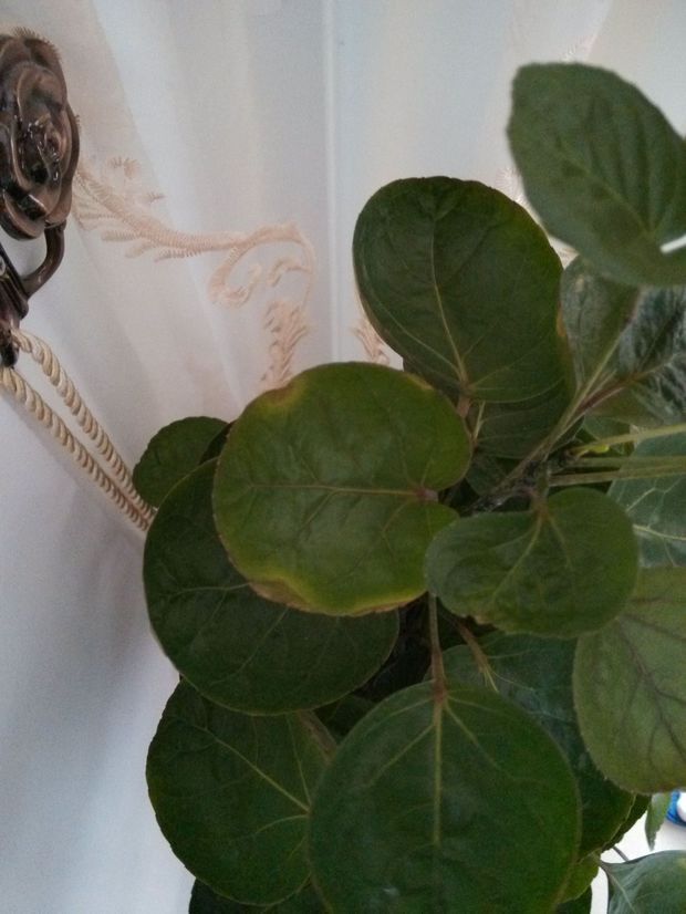 盆栽芍药注意事项：养护技巧大揭秘