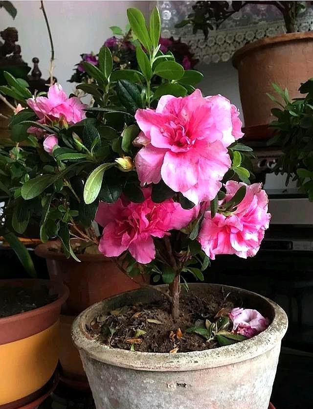 盆栽荷花要不要换水？——盆栽荷花养殖指南