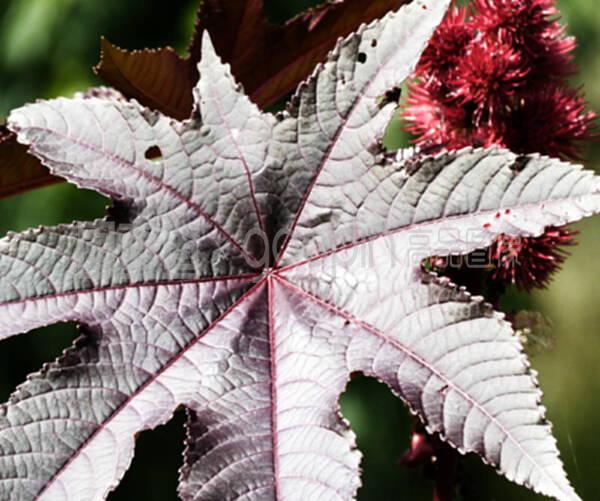 ### 盆栽丁香花怎么养:掌握技巧,让你的丁香花繁茂绽放 ### 盆栽丁香花怎么养:掌握技巧,让你的丁香花繁茂绽放
