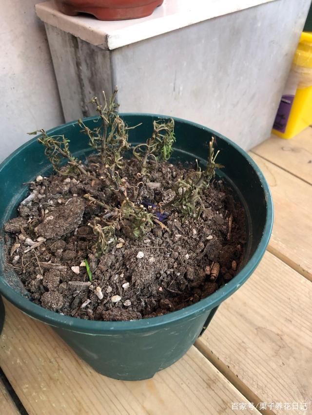 小盆栽桂花树种植技术