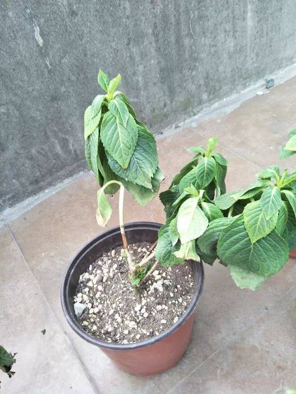 茉莉盆栽怎么修剪？掌握技巧，养出繁茂花香