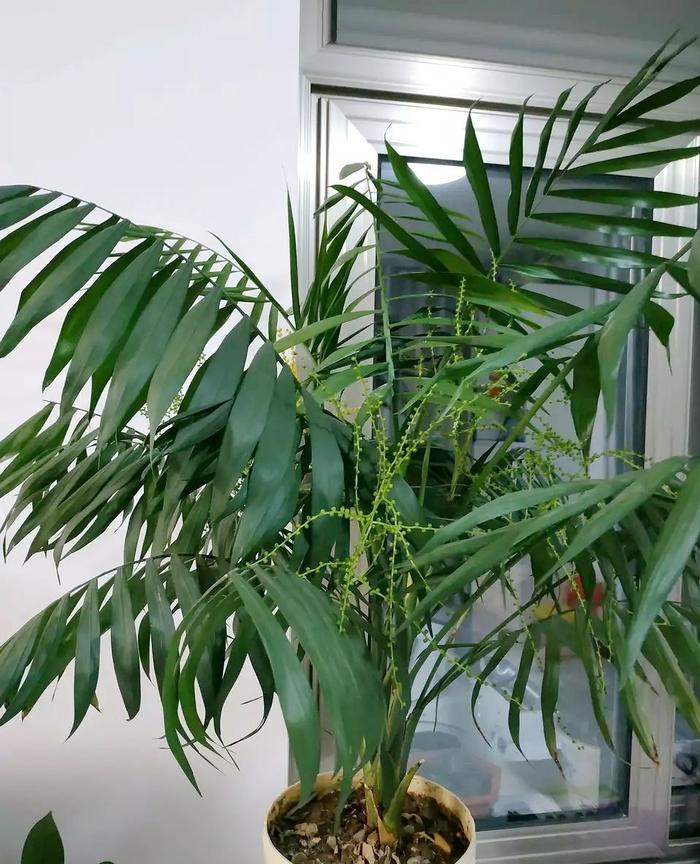圆形叶子盆栽植物的养护指南