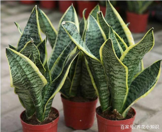 百合花怎么养盆栽：专业园丁的养护指南