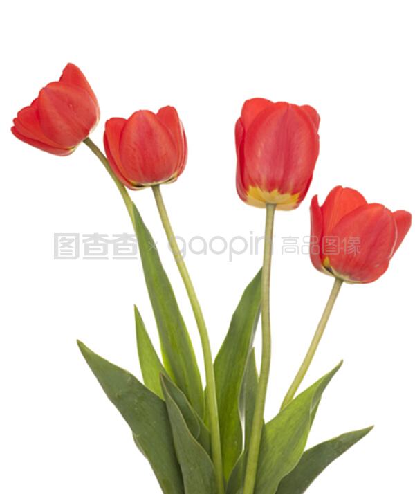瓜叶菊扦插：掌握技巧，繁殖无忧
