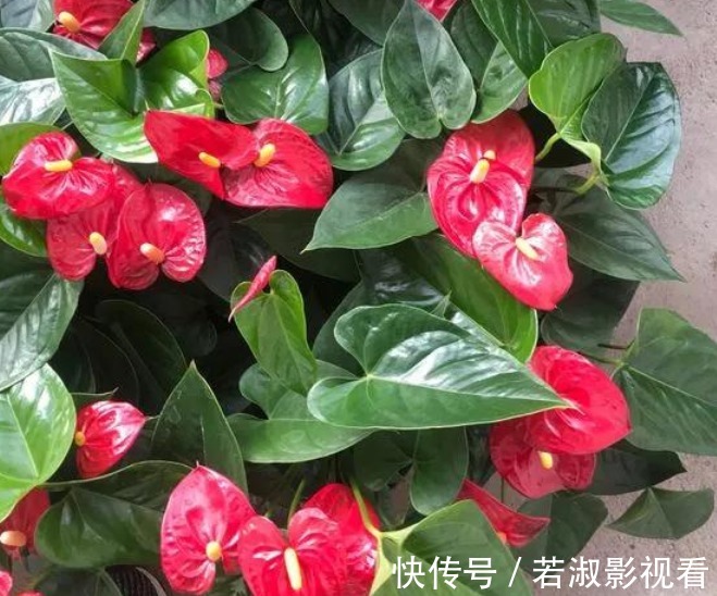 四月适合种什么盆栽？你的园艺清单在这里！