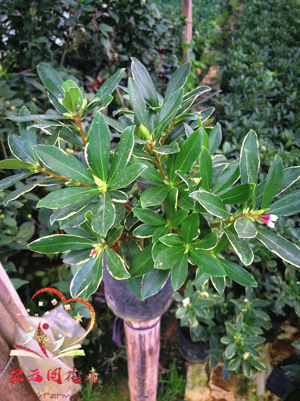 玫瑰花能盆栽吗？家庭养花指南