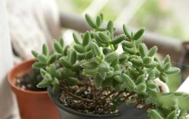 红薯切块后水培方法：家庭种植新体验