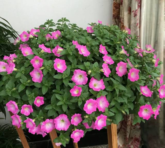 无花果可以夏天扦插 - 植物养殖指南