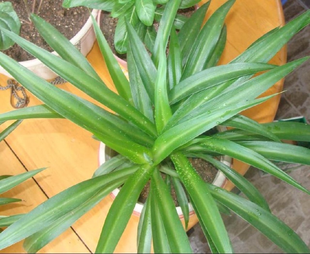 鹅掌柴应该怎样扦插 - 植物养殖园丁攻略