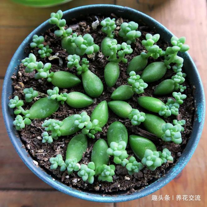 扦插绣球长根：掌握技巧，养出繁茂绣球花