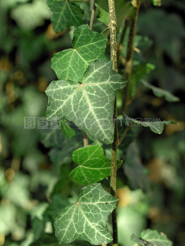 盆栽桂花种植方法：打造家中香气四溢的绿色角落