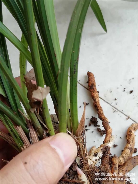 蟹瓜兰扦插：繁殖新植株的技巧与要点