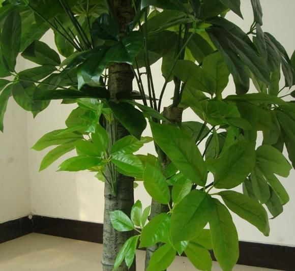 标题：盆栽木槿室内——打造绿色生活空间的秘密武器