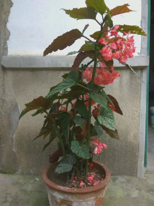 扶桑花扦插：繁殖技巧与养护指南