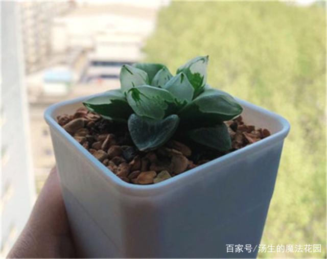 虎尾兰扦插生根：掌握技巧，轻松繁殖