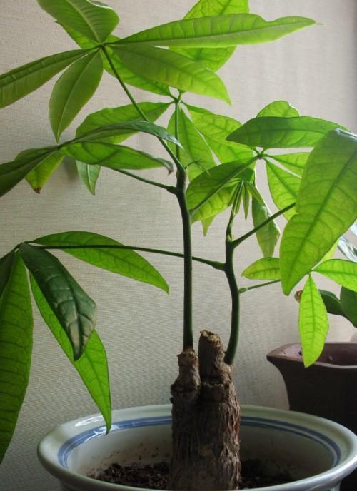 长寿花扦插后处理：让你的植物茁壮成长