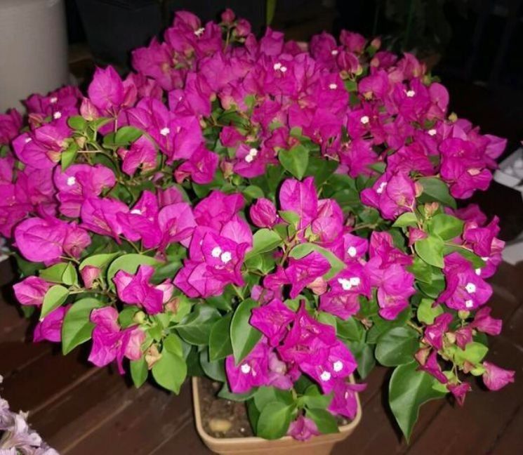 枸杞什么季节扦插好？最佳时节揭秘