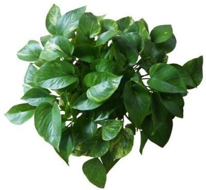 枝干番杏扦插：掌握技巧，繁殖无忧