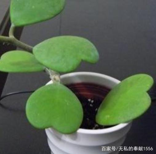 标题：蟹爪兰扦插水培：掌握技巧，轻松繁殖绿色佳品