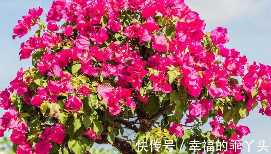 标题：扦插的花——掌握技巧，让你的园艺生活更精彩