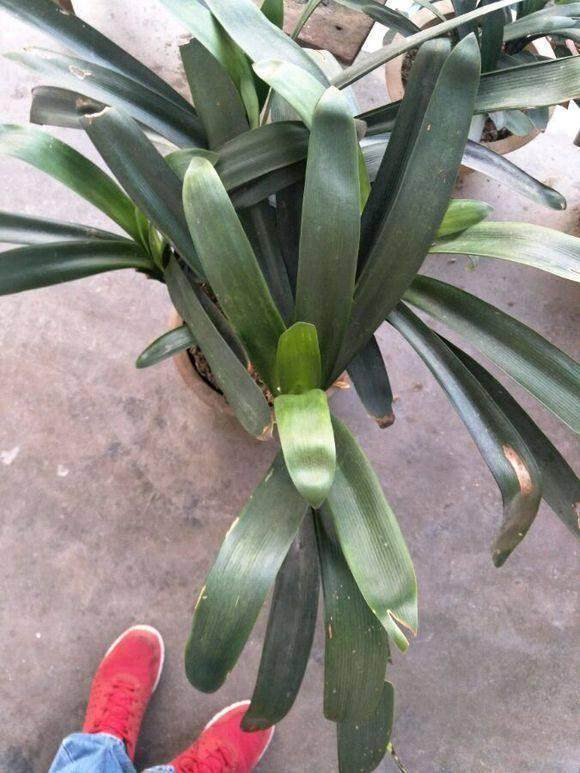 金边春季虎皮兰扦插：繁殖新绿的详细指南