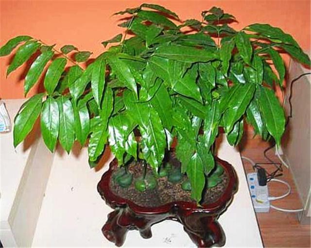 牡丹吊兰如何扦插 - 植物养殖指南