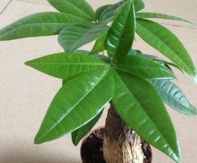 消毒剂扦插：植物繁殖新技巧