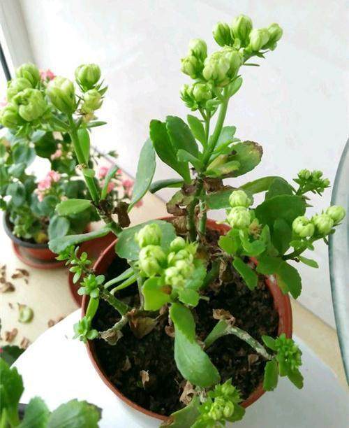 红掌盆栽技术：培育繁茂室内绿植的秘诀