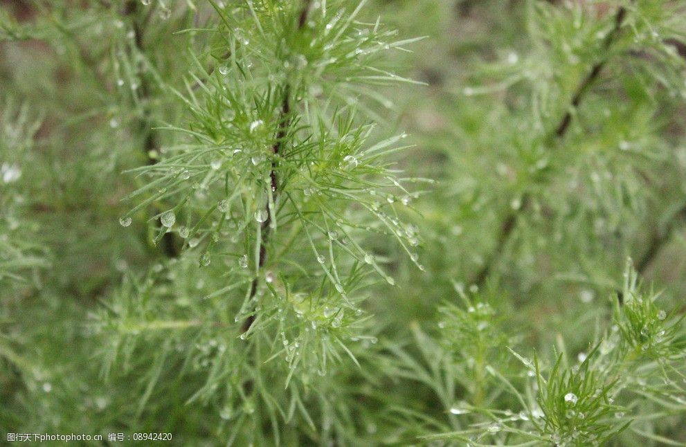 竹节海棠扦插方法：繁殖新植株的实用指南