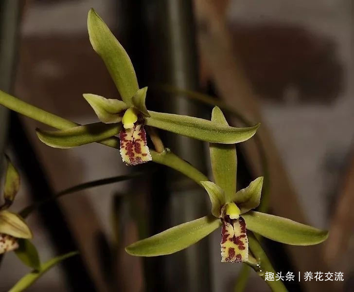 籽盆栽：从种子到绿意的养成指南