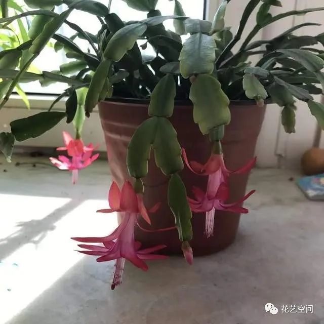 杜鹃花什么时候扦插？掌握最佳时机与技巧