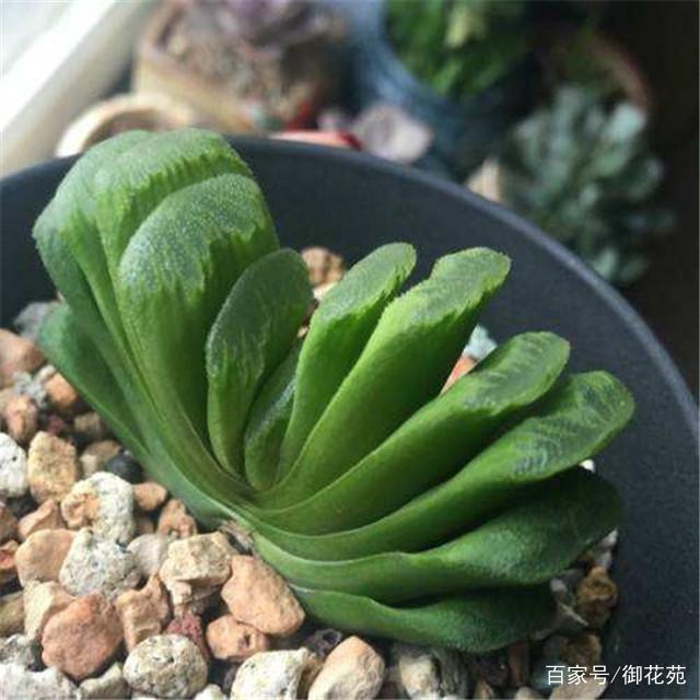 小榕树扦插视频：掌握繁殖技巧，轻松养出茂盛小榕