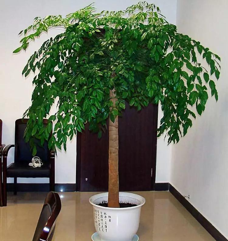 # 菠萝家庭种植方法：享受热带风味的小秘密