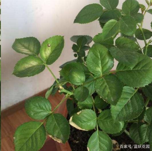 碧玉扦插后怎么养护：掌握关键技巧，提升成活率