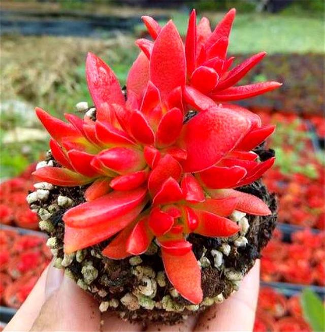 碗莲的种植方法和技巧