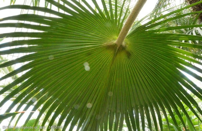 磷酸二氢钾使用方法：植物养护的秘诀