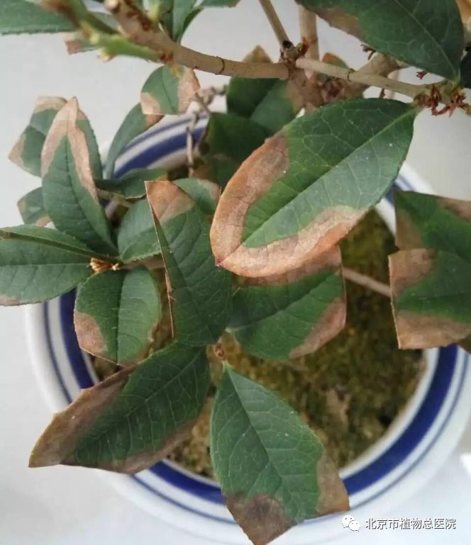 新手养蝴蝶兰的正确方法