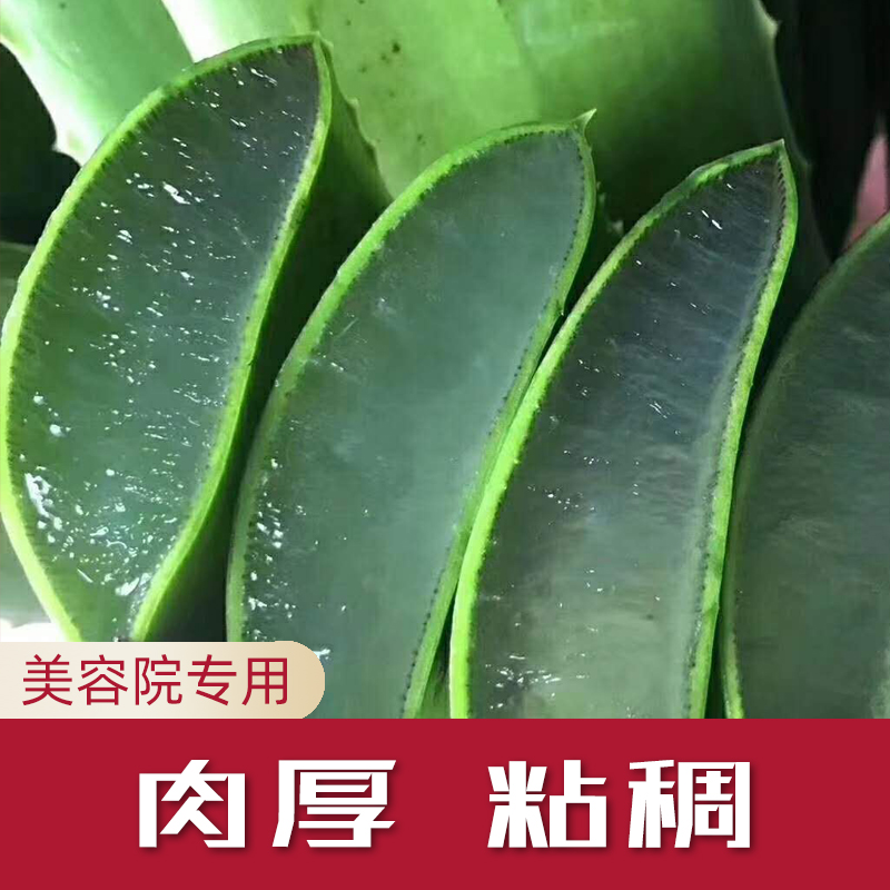 龙眼枝条扦插：繁育新植株的实用指南