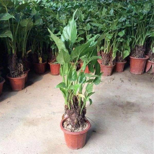 标题:种茄子的方法:从播种到收获的全方位指南 标题:种茄子的方法:从播种到收获的全方位指南