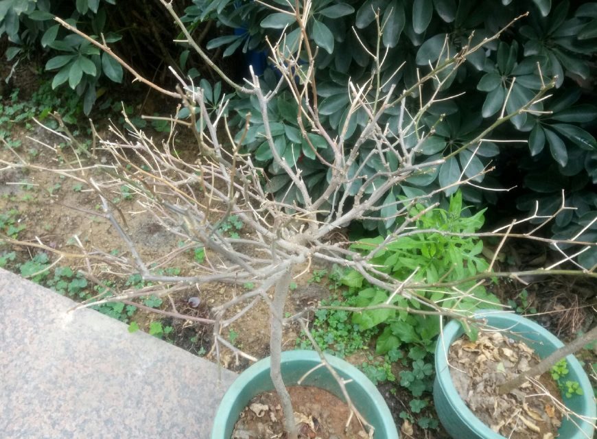 春兰养殖方法：培育优雅花香的艺术