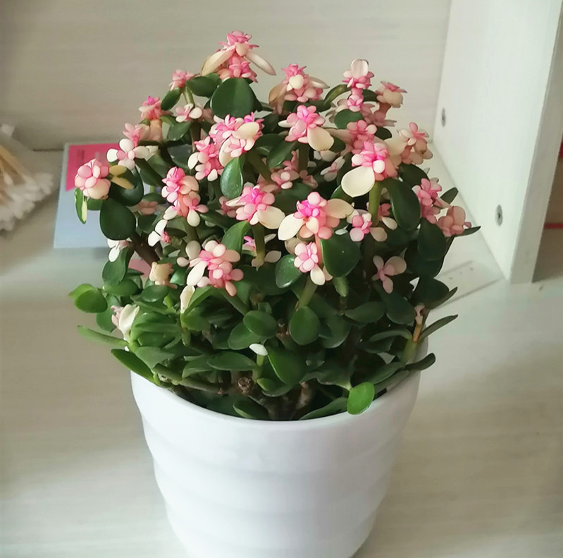 鹅掌发财树的养殖方法