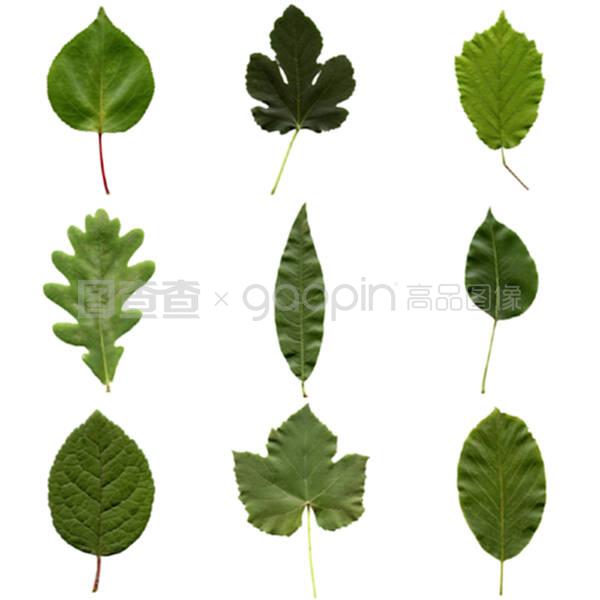 花生怎么种植方法：详解花生种植的每一步骤
