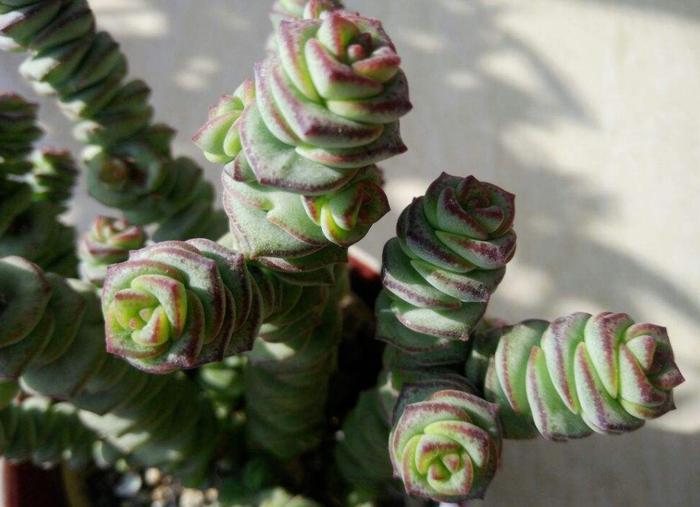 玉米种植方法和时间：掌握关键技巧，实现丰收