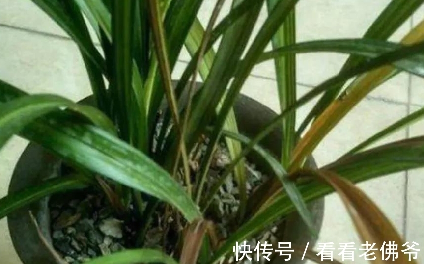 七叶一枝花的种植方法