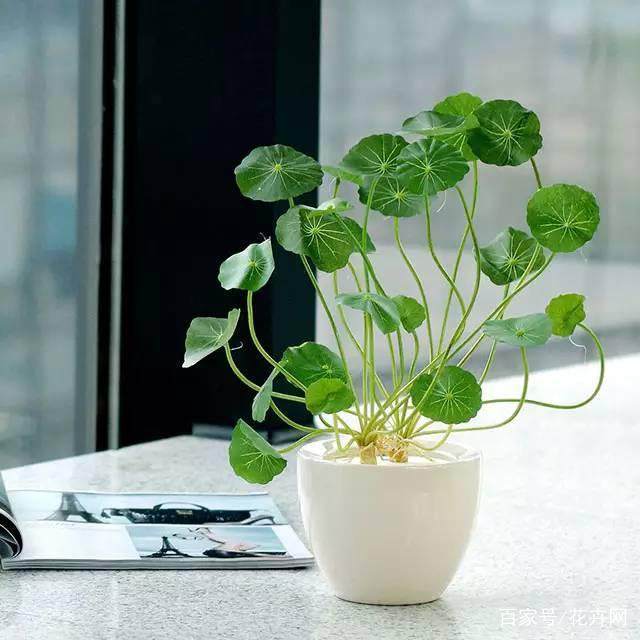 种植石斛的方法：培育珍稀药材的秘诀