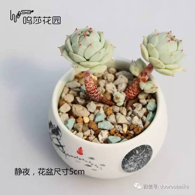 四季葱的种植方法